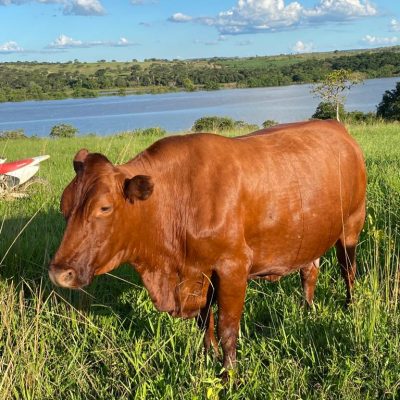 Fotos Lup Bonsmaras (43)